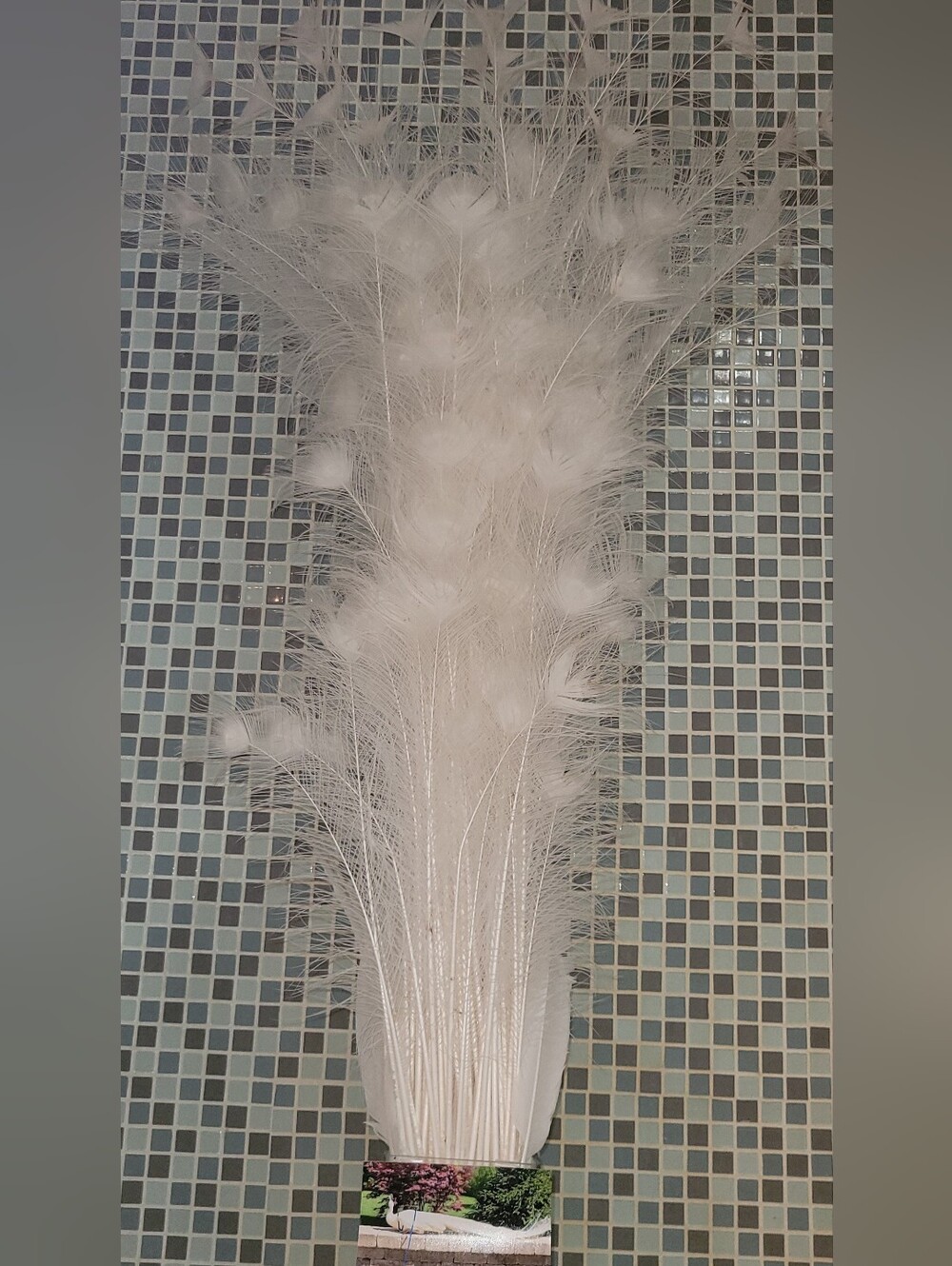 Peacock Tail White